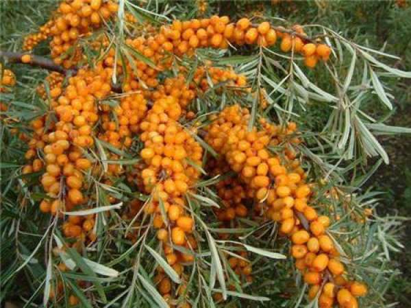 Seabuckthorn