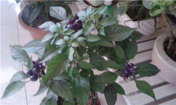 Blueberry