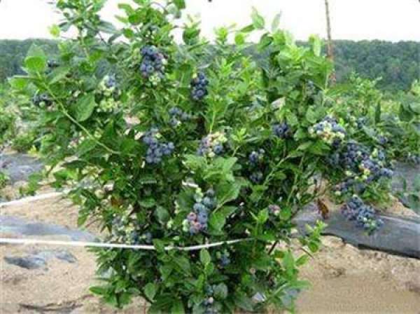 Dwarf blueberry