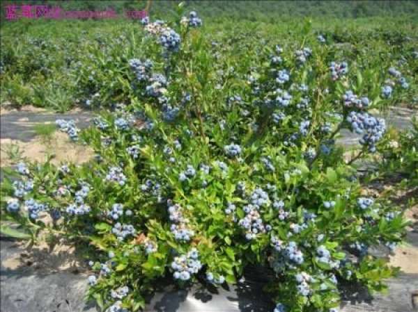 Dwarf blueberry