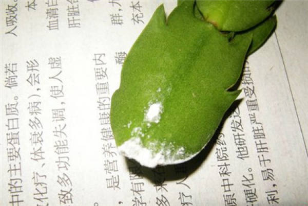 Yu Shu