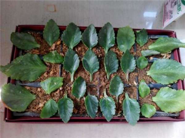 Yu Shu