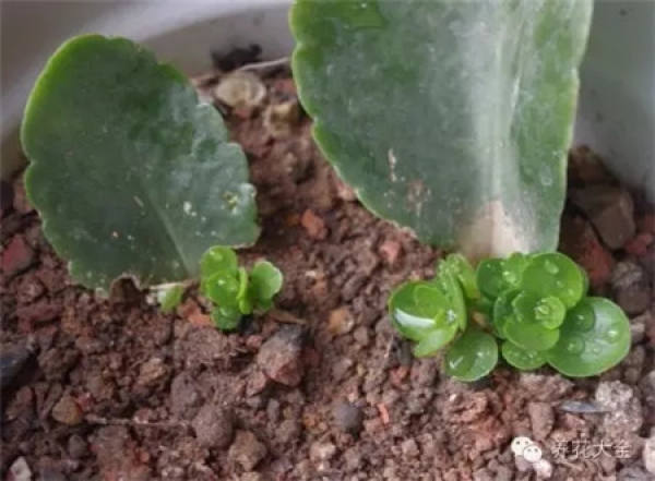Kalanchoe blossfeldiana fertilization