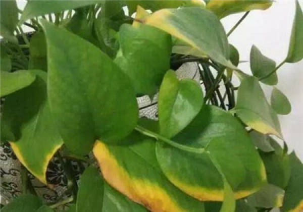 Yellow leaves of Scindapsus aureus