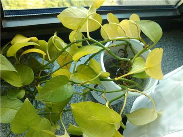 Yellow leaves of Scindapsus aureus