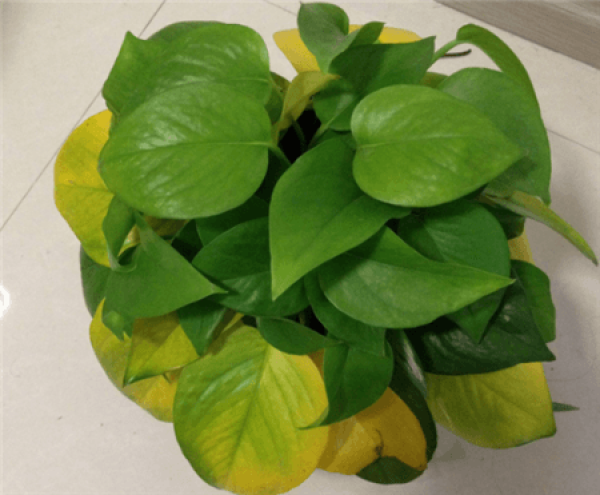 Yellow leaves of Scindapsus aureus