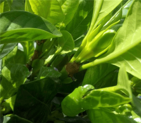 Yellow leaves of Scindapsus aureus