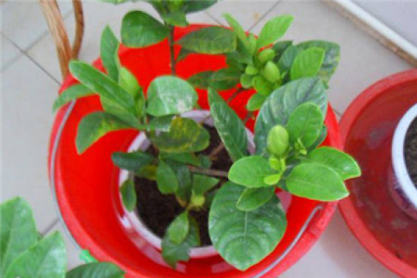 Yellow leaves of Scindapsus aureus