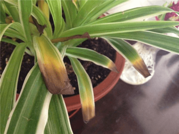 Yellow leaves of Scindapsus aureus