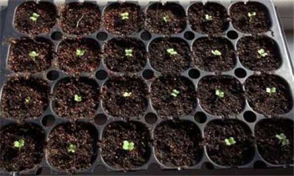 Selective nursery land