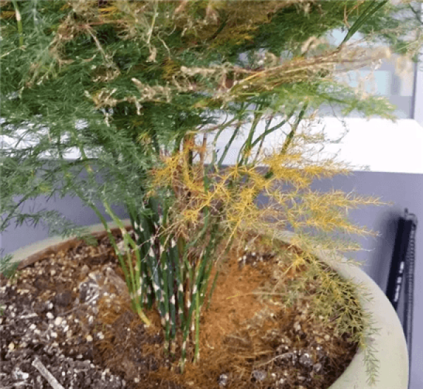 Yellow leaves of Scindapsus aureus