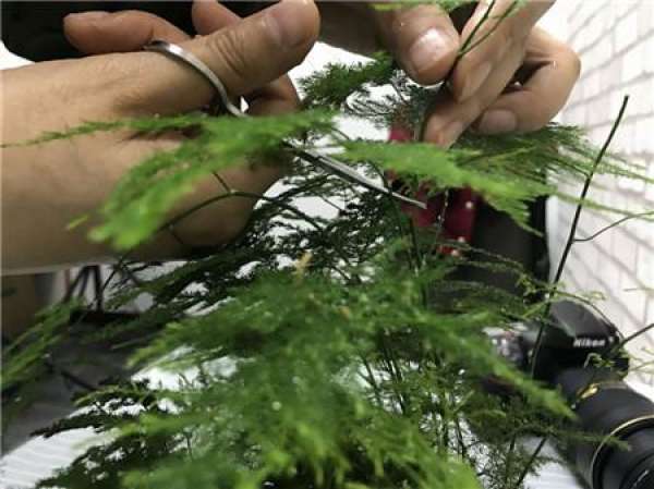 Pruning asparagus fern