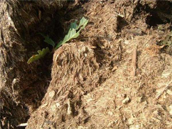 Characteristics of turfy soil
