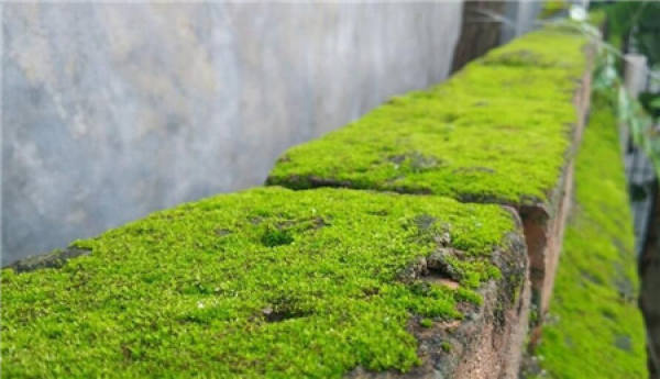 Mossy characteristics