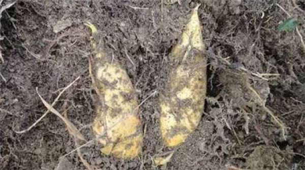 Characteristics of mountain soil