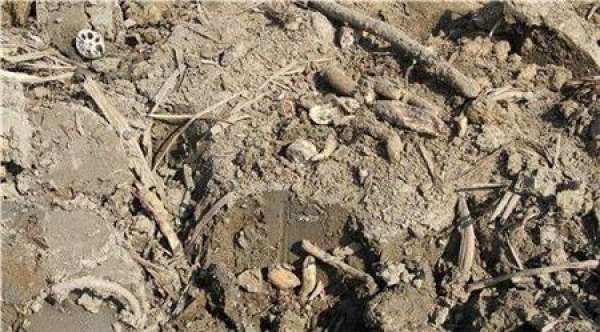 Brief Introduction of Pond Mud