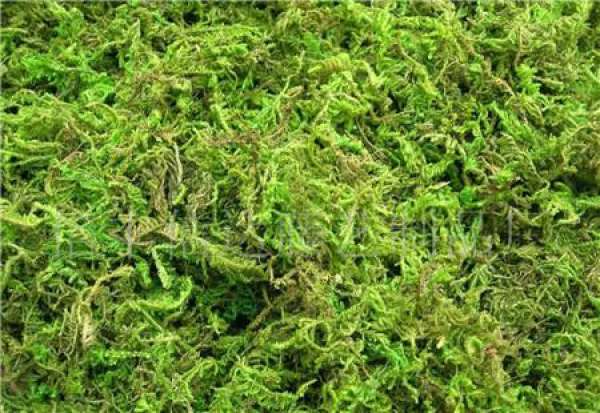 Brief introduction of sphagnum