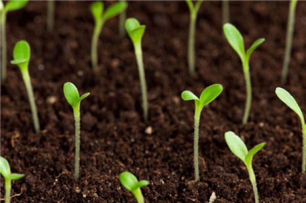 increase application of organic fertilizer