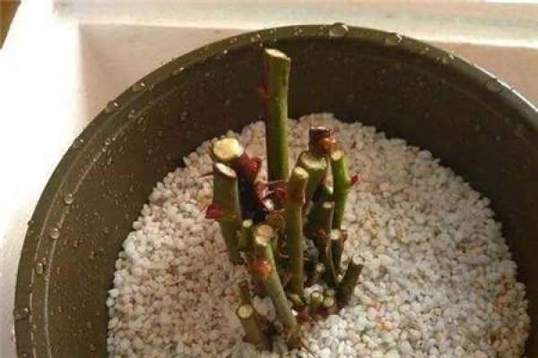 Vermiculite and perlite