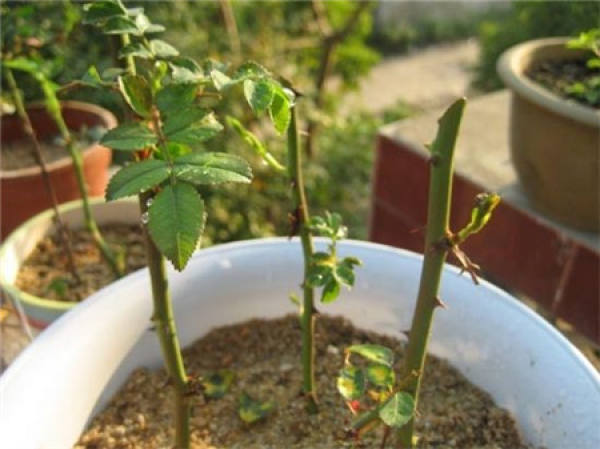 Application of sphagnum in cuttage propagation