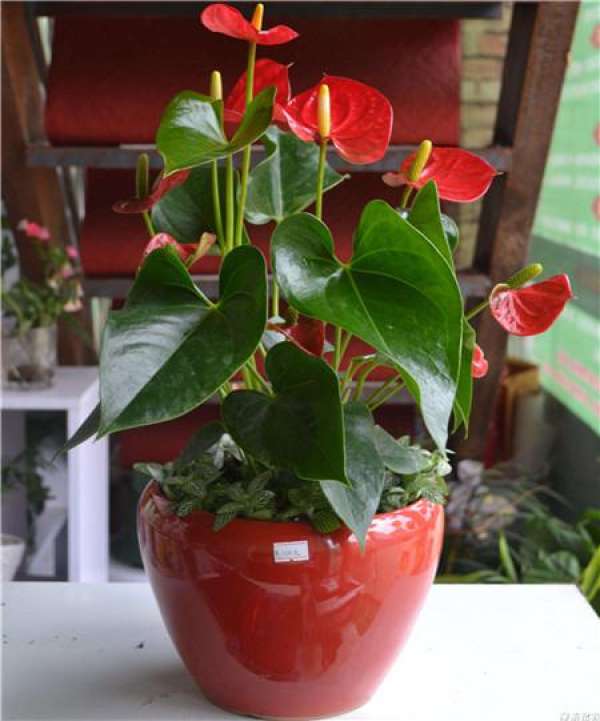 Peel, vegetable leaves