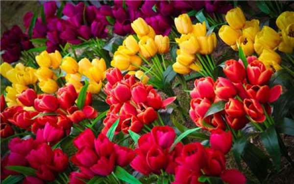 Brief Introduction of Flower Fertilizer