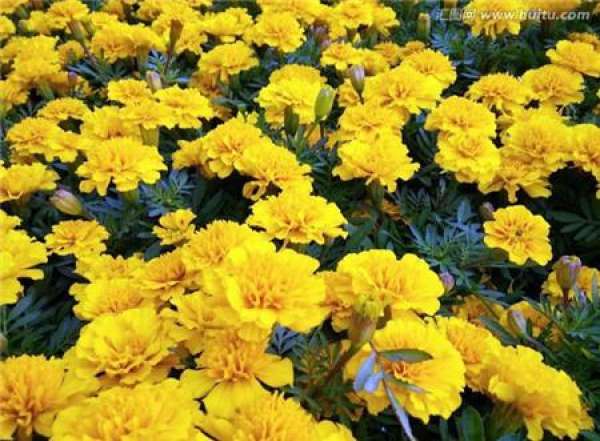 Application method of flow fertilizer