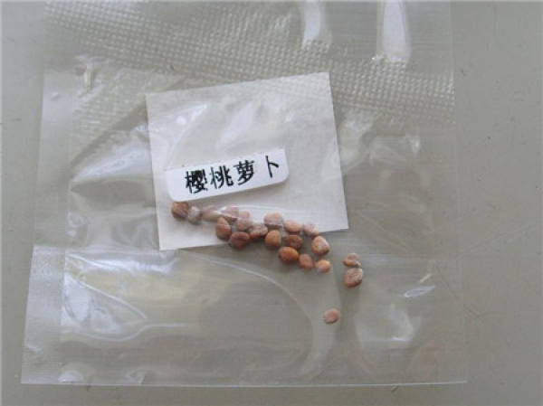 Cherry radish seed basic information