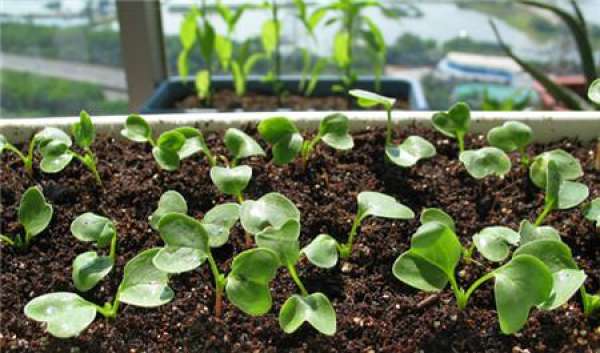 Sowing and propagating method for cherry radish