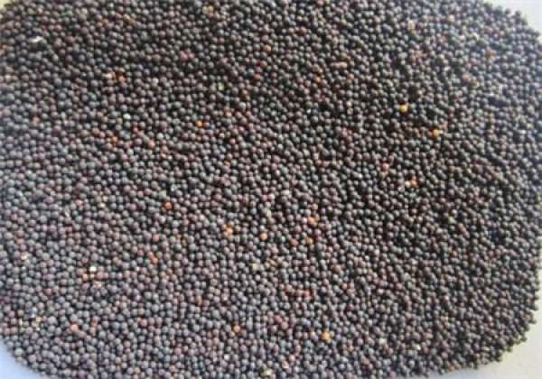 Gypsophila paniculata seed basic information