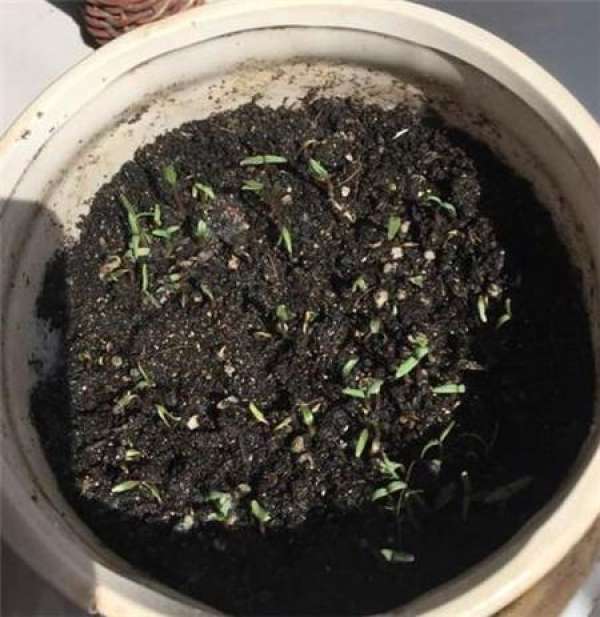 Seeding method of Gypsophila paniculata