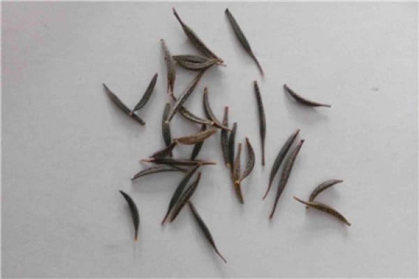 Basic information of planting cosmos