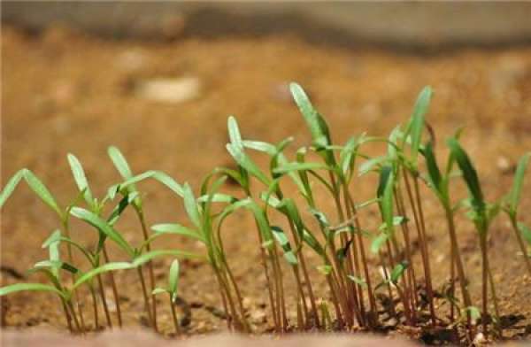 Sowing method of cosmos