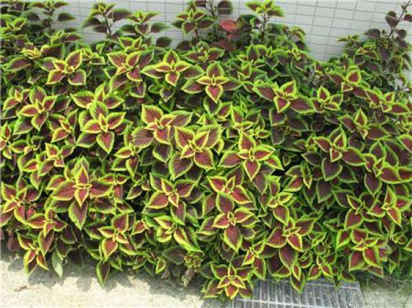 Basic information of coleus seed