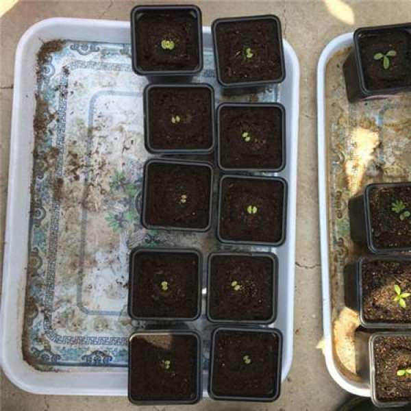 Seeding and propagating steps of coleus