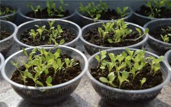 Method for sowing lettuce