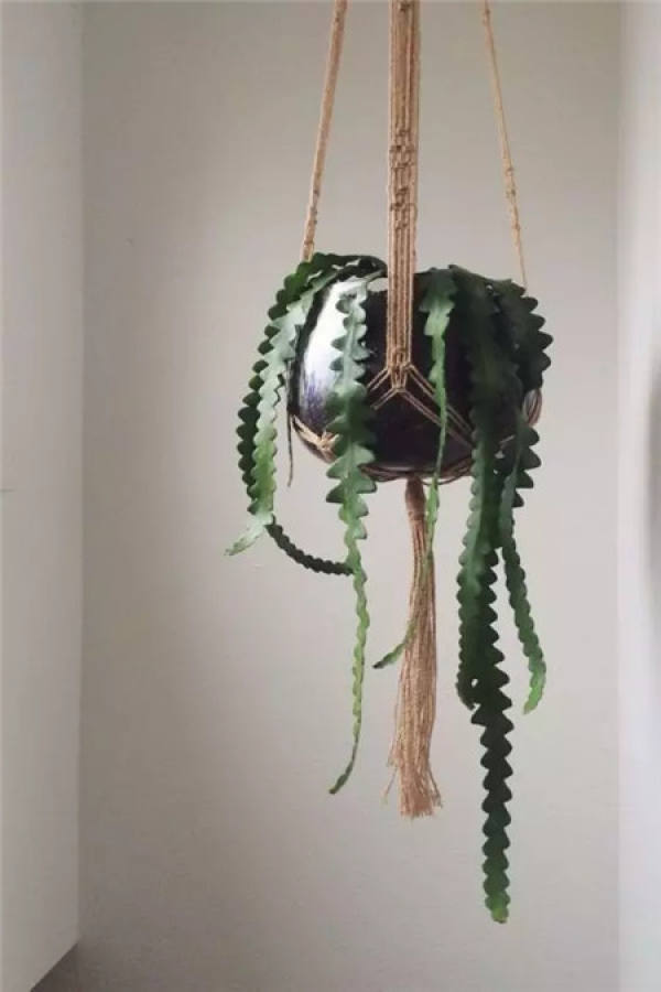 Epiphyllum fishbone