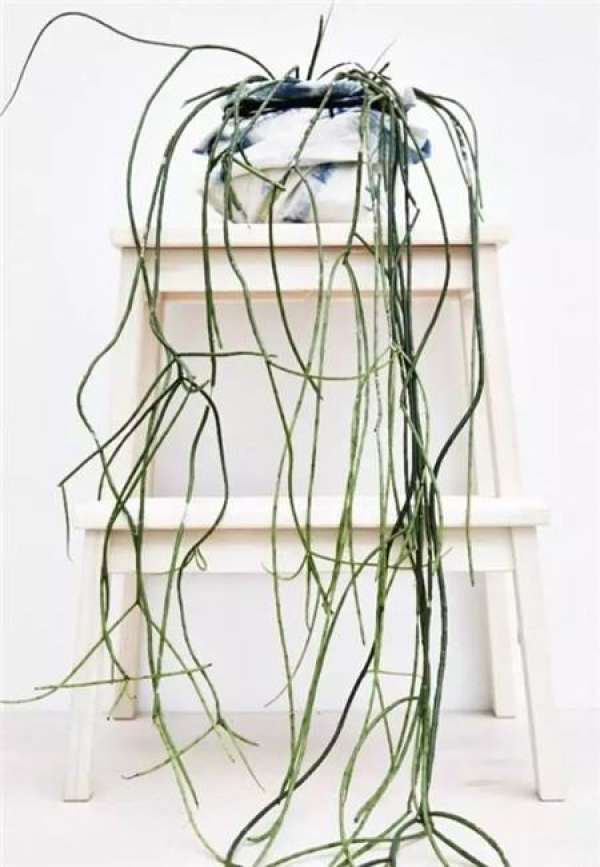 Epiphyllum fishbone