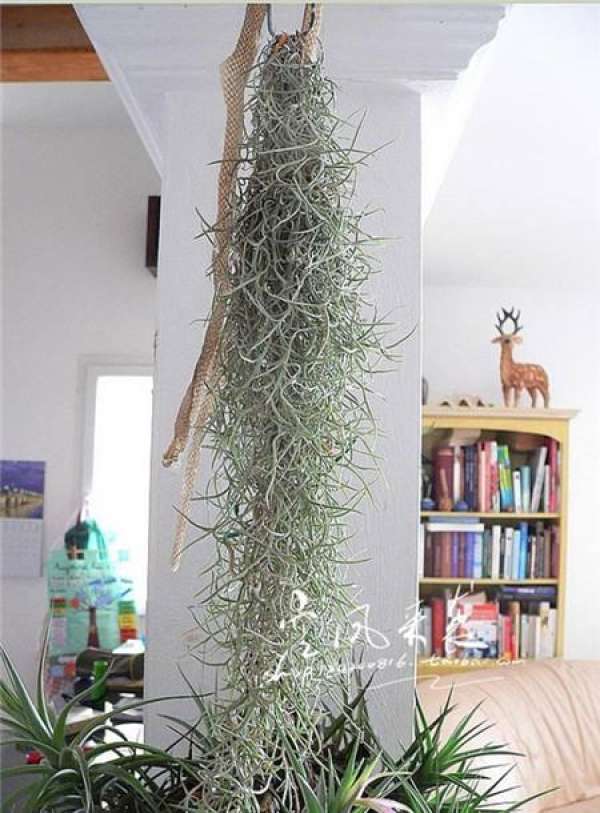 Epiphyllum fishbone