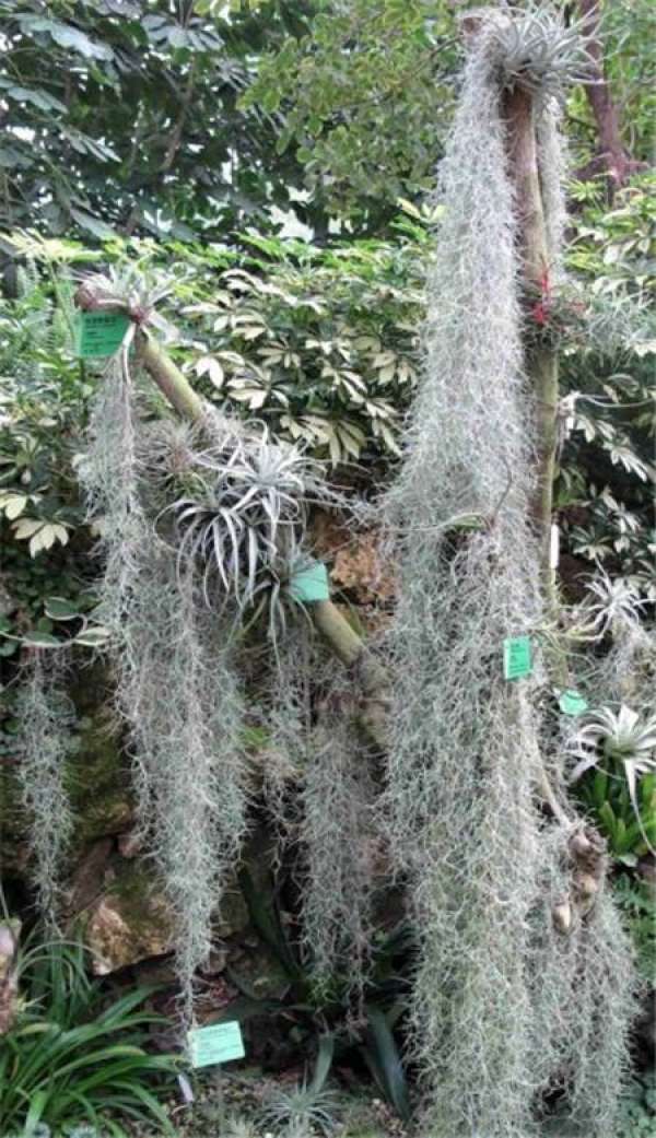 Epiphyllum fishbone