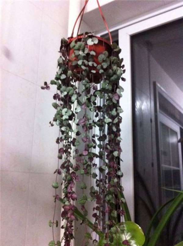 Epiphyllum fishbone