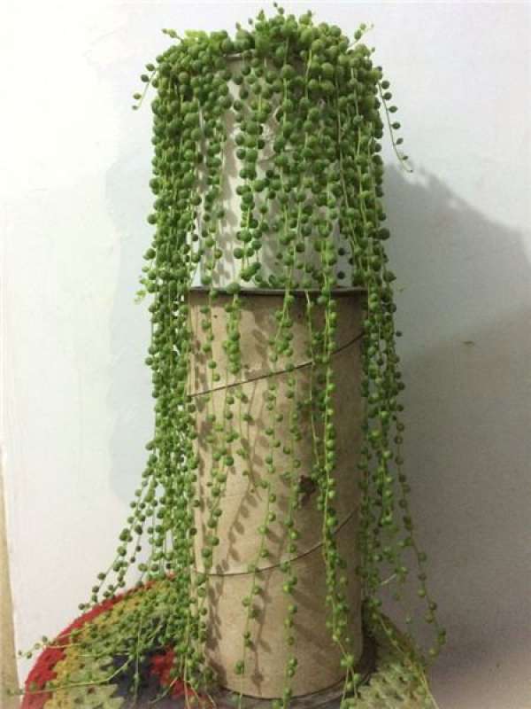 Epiphyllum fishbone