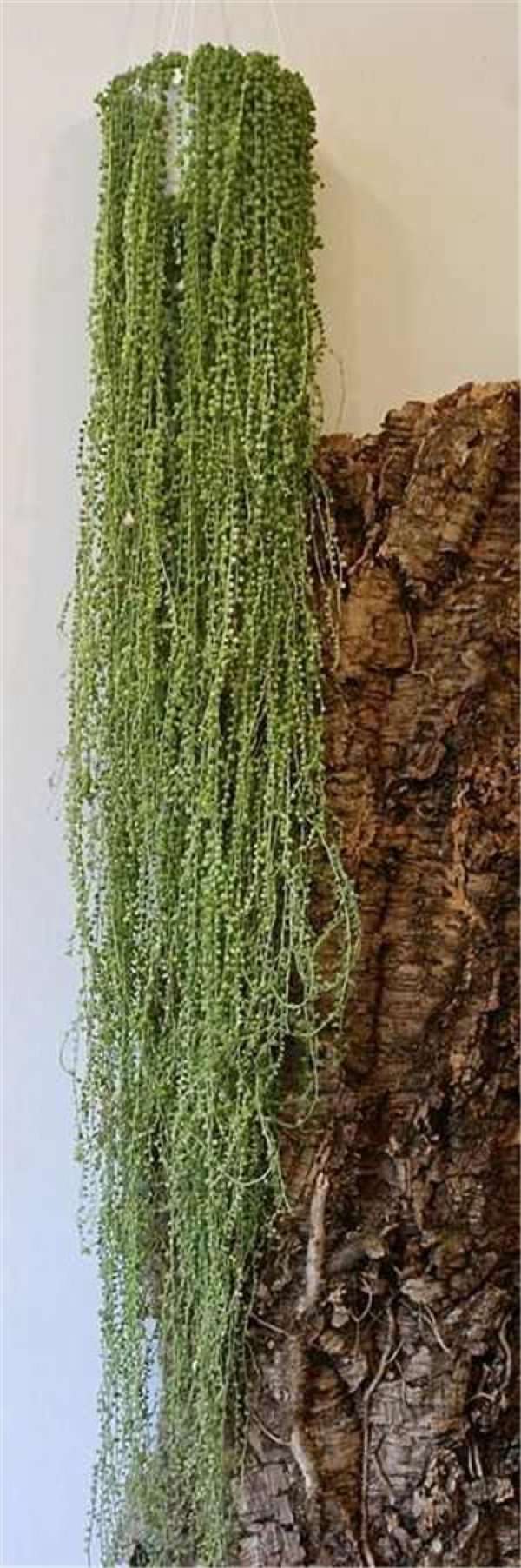 Epiphyllum fishbone