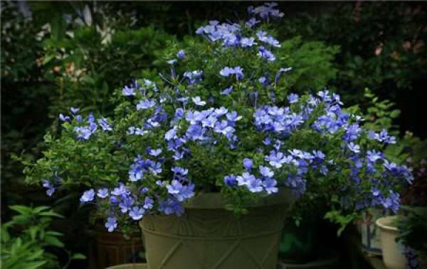 Blue Snowflake