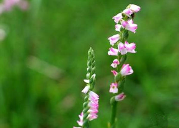Water supply of Spiranthes