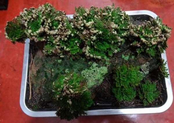 Selection of potted plant of Selaginella tamariscina