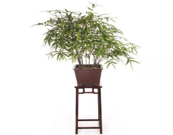 Bamboo layering
