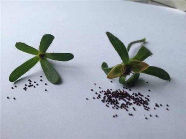 Basic information of Petunia seed