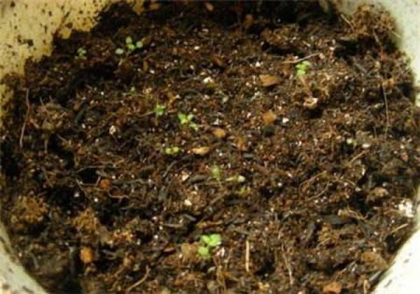 Sowing and propagating method for Petunia