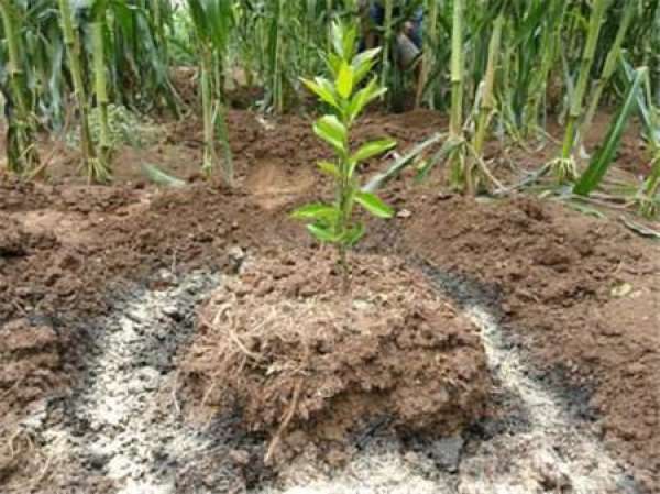 Precautions for use of organic fertilizer